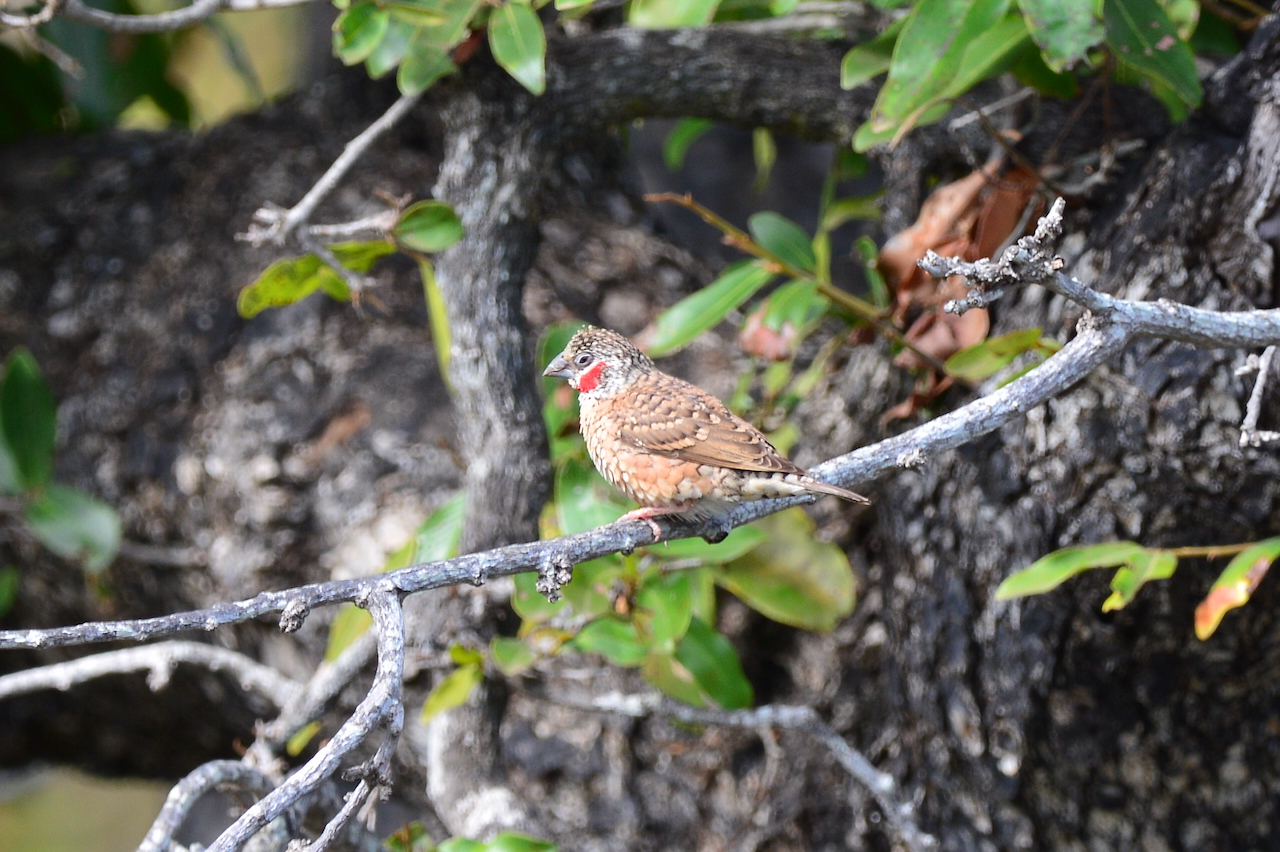 Amadina fasciata contigua